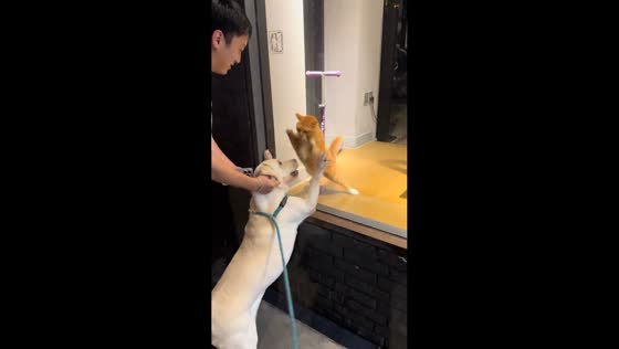 Cat and dog face-off behind glass in Shanghai, China