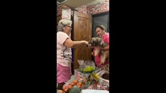 Dog shows respect in Filipino way in Marilao, Bulacan, Philippines