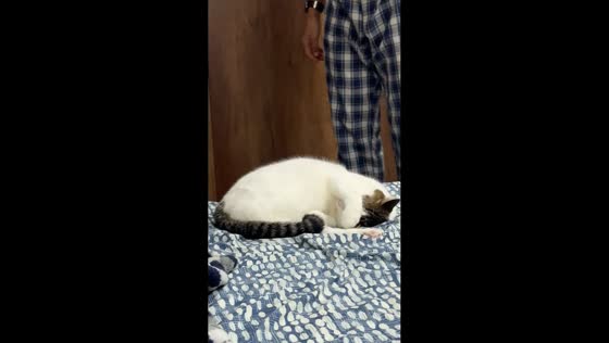 Cat refuses to leave bed in Madrid, Cundinamarca, Colombia