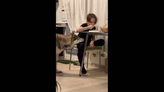 Persistent begging: Kira the wolf masters the art of requesting food in unique ways