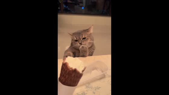 Cat sneaks a lick of ice cream cone in Chongqing, China