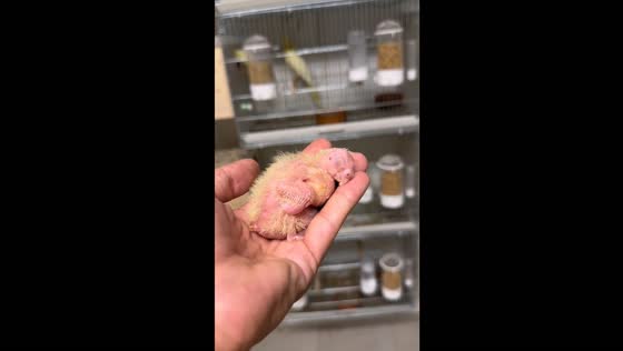 Adorable new arrival: baby parrot dreams peacefully in loving hands
