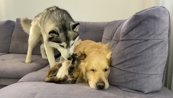 Cat, husky, and golden retriever share playful rest on couch in Jiangxi, China
