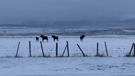 Moose spotted on snowy ranch in Daniel, Wyoming, USA