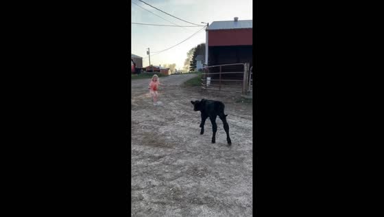 Playful baby goat chases girl carrying milk at the farm in Wisconsin, USA