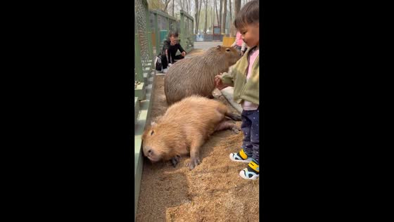 Child startled by capybara during close encounter in Beijing, China