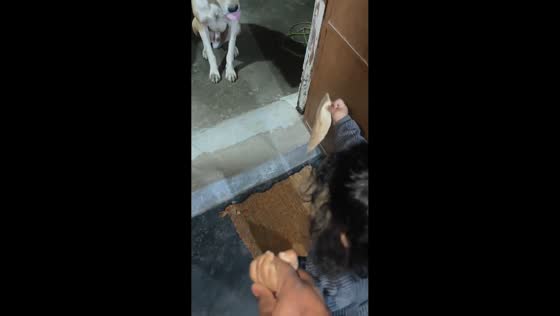Toddler successfully feeds dog after multiple tries in Raipur, India