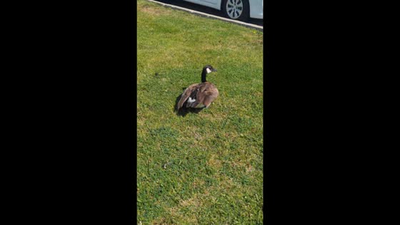 Geese sunbathing in the park in Mississauga, Canada