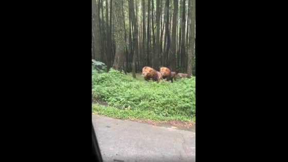 A rare spectacle of two male lions fighting for alpha dominance and hitting a car at Taman Safari in Indonesia