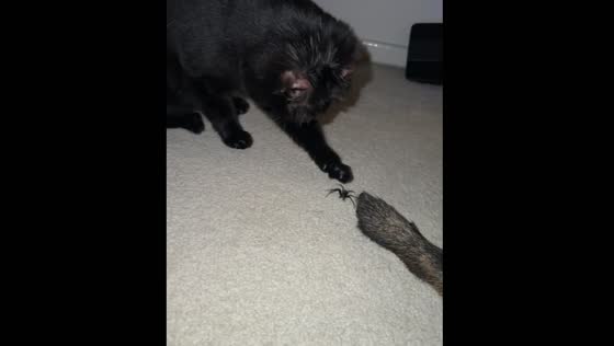 Dog and cat play with spider