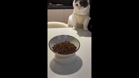 Cat startled by birthday candle and falls in Sichuan, China