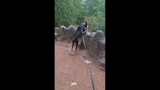Dog's unexpected leap during walk surprises owner in Ghent, Belgium
