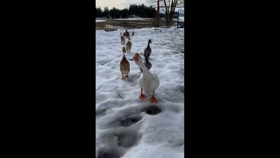 Goose leads flock of ducks for treats in Juneau, Alaska, USA