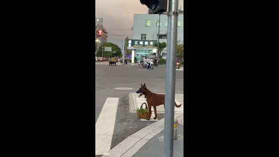 Dog waits for traffic light before crossing road in Zhejiang, China