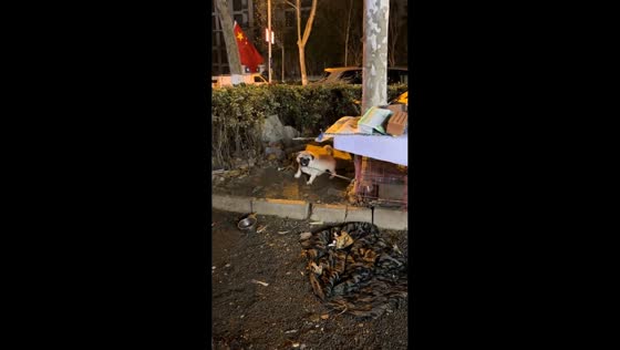 Energetic pug fiercely barks outdoors in Shandong, China