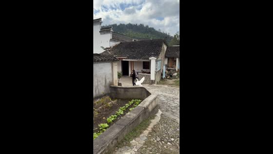 Territorial goose chases passerby in Anhui, China