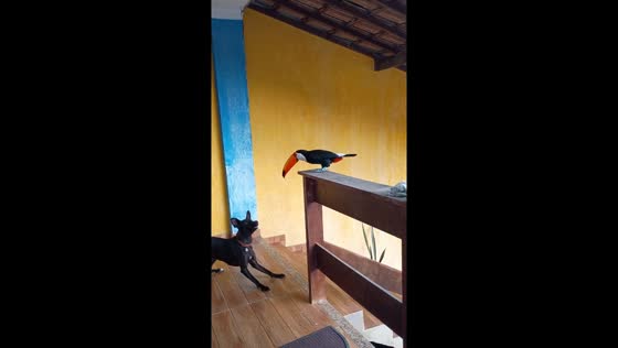 Dog and toucan playfully interact on a balcony in São Gonçalo, Rio de Janeiro, Brazil