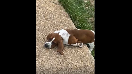 Dog rests chin on rock in Texas