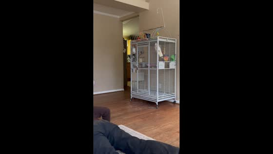 Cockatoo joins owner’s push-up workout in Hillsborough, North Carolina, USA