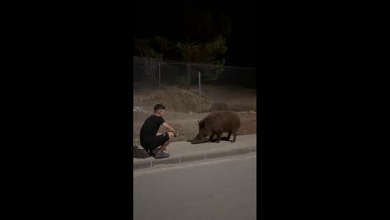 Man feeds large wild boar on pavement in Jaén, Spain