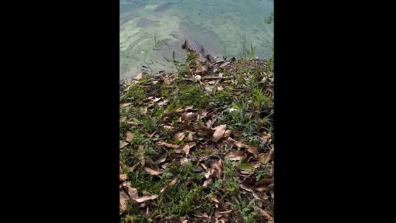 Riveting encounter: stealthy crocodile emerges from Cimitarra waters