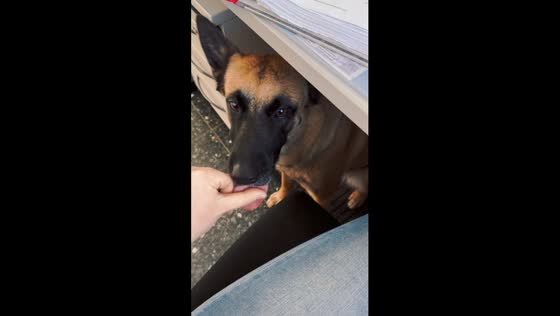 Canine sealer: Nelly the dog lends a paw in sealing envelope 