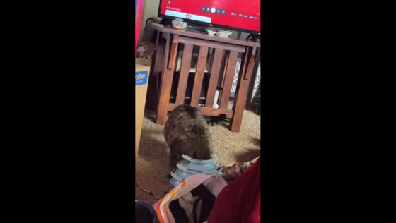 Curious cat gets her head stuck in toy repeatedly in Columbus, Ohio, USA