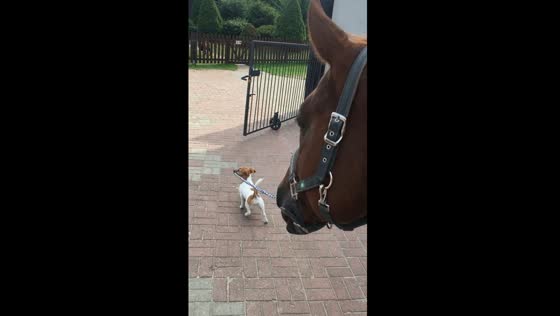 Dog leads, horse follows: unlikely duo takes charge in Goszyn, Poland
