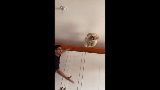 Dog jumps from wardrobe to bed in São Paulo, Brazil