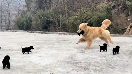 Golden retriever playfully runs with a puppy in its mouth in Jiangsu, China