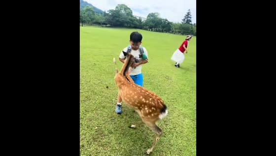 Deer kicks boy and breaks glasses at Nara Park, Nara, Japan