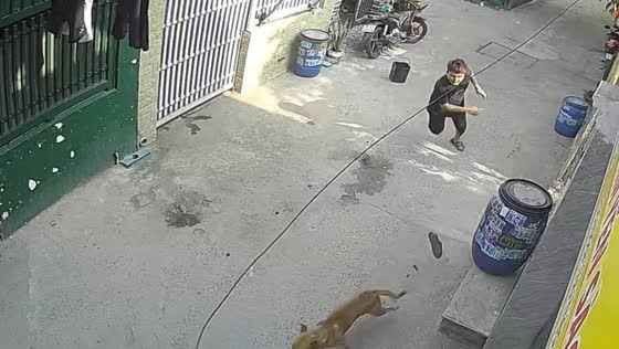 Man knocked over by running dogs in Ho Chi Minh, Vietnam