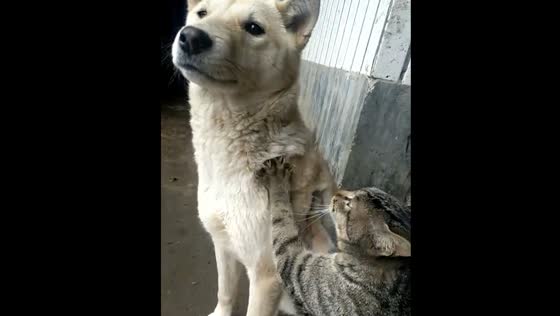 Cat massages dog in Hunan, China