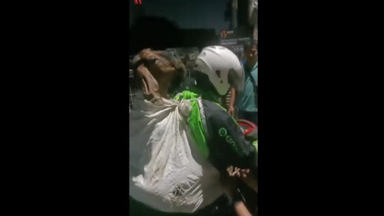 Motorbike rider carries goat in Jakarta, Indonesia
