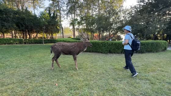 Deer suddenly charges woman at Lianhua Mountain in Dalian, China