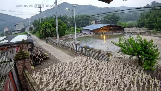 Thousands of ducks rush to pond in stunning scene in Fujian, China