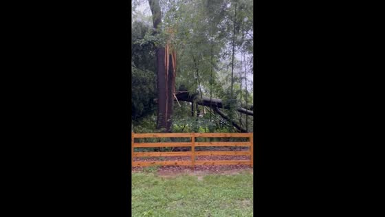 Storm aftermath leaves damaged tree in Alexandria, Virginia, USA