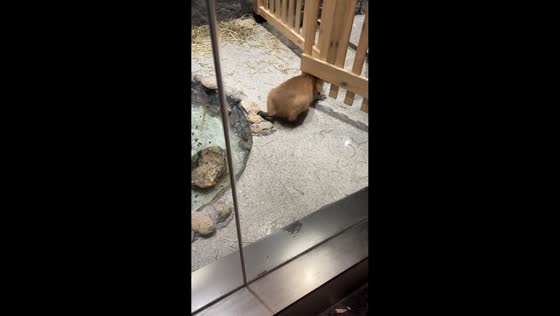 Capybara stuck in wooden gate rescued by keeper in Jiangsu, China