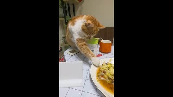 Cat sneaks taste of food on table while being watched in Jiangsu, China