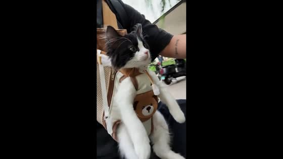 Kitten enjoys ride inside carrier backpack during drive in Hebei, China