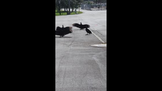 Black vultures spotted near dumpster in Fort Myers, Florida, USA