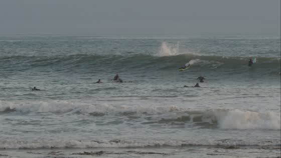 Dolphin surfing spectacle at Rincon Beach