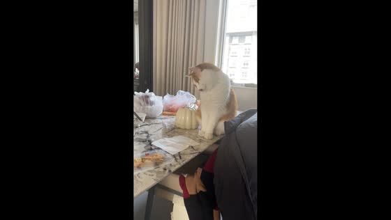 Mischievous cat swats leftover food off table in Hebei, China
