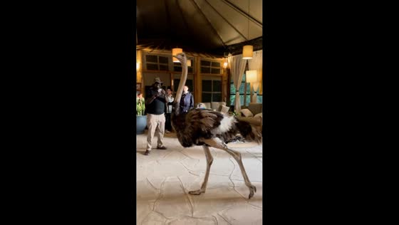 Ostrich “checks in” at Maasai Mara lodge in Narok, Kenya
