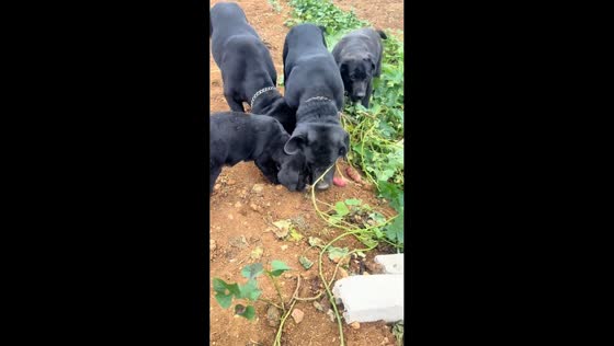 Dogs dig up and eat sweet potatoes in Henan, China