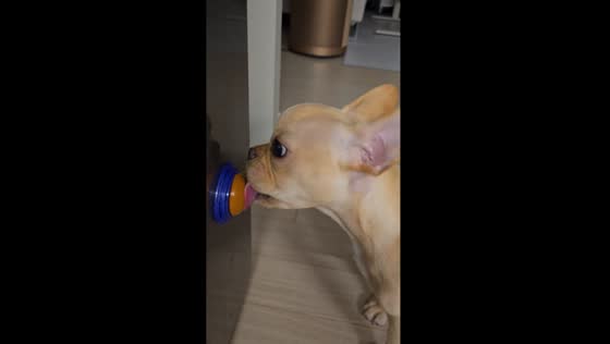 Dog enjoys sweet treat in Yeosu, South Korea