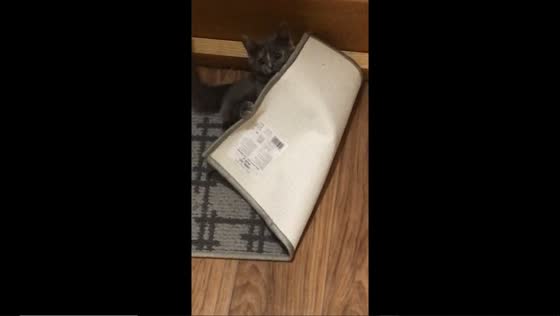 Peekaboo purrfection: cat's clever cover-up caught on camera