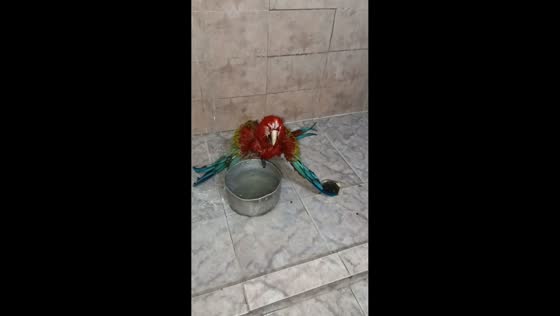 Playful parrot splashes in bathroom in Maracay, Venezuela