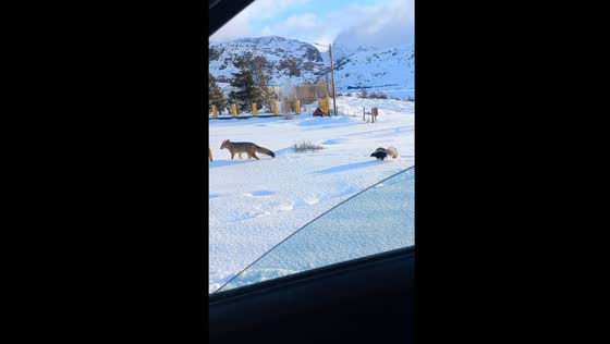 Fox and skunk encounter in El Chaltén, Santa Cruz Province