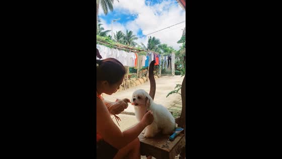 Creative dog grooming: Ace's Sunday spa session with a feathered audience!